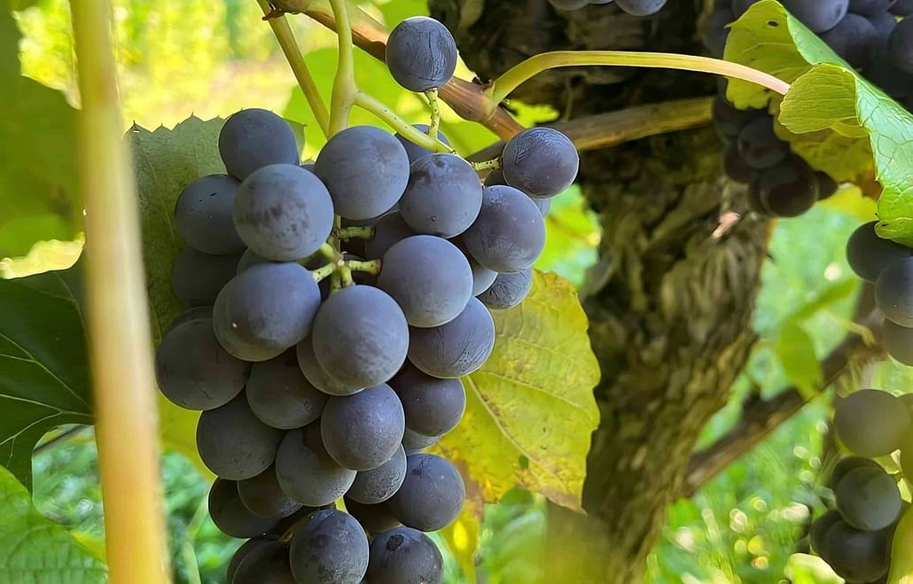 Niagara-on-the-Lake Grapes and Vineyard Tours