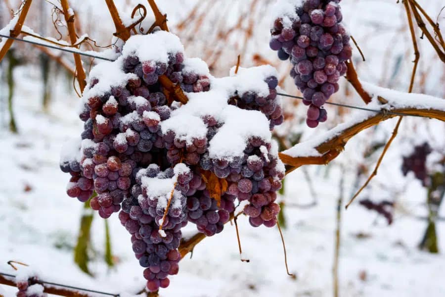 7 Interesting Things to Do on Niagara Falls Winter Tour 2 Explore the Icewine Festival