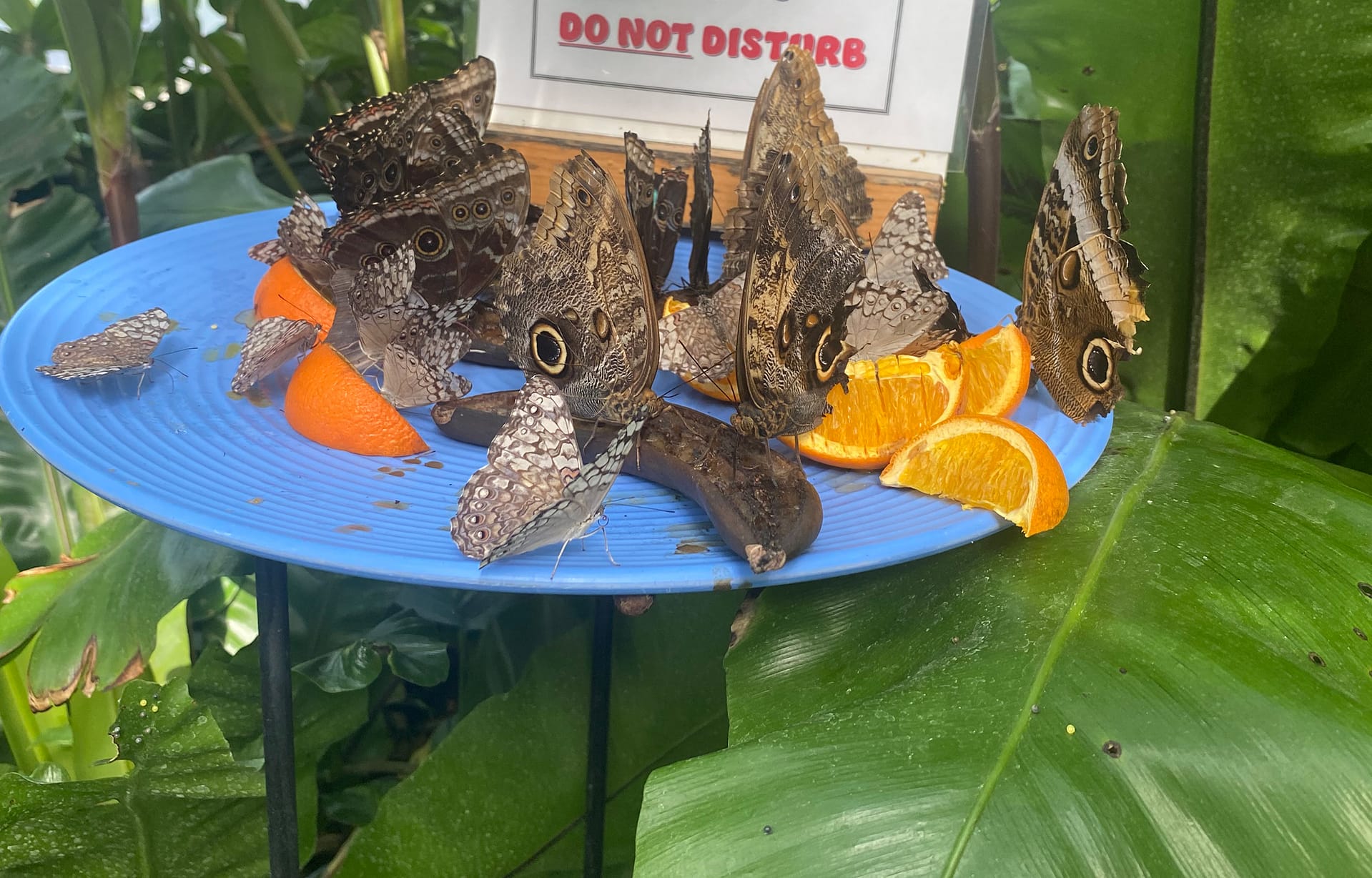 Niagara Falls Butterfly Conservatory - Butterflies Eating